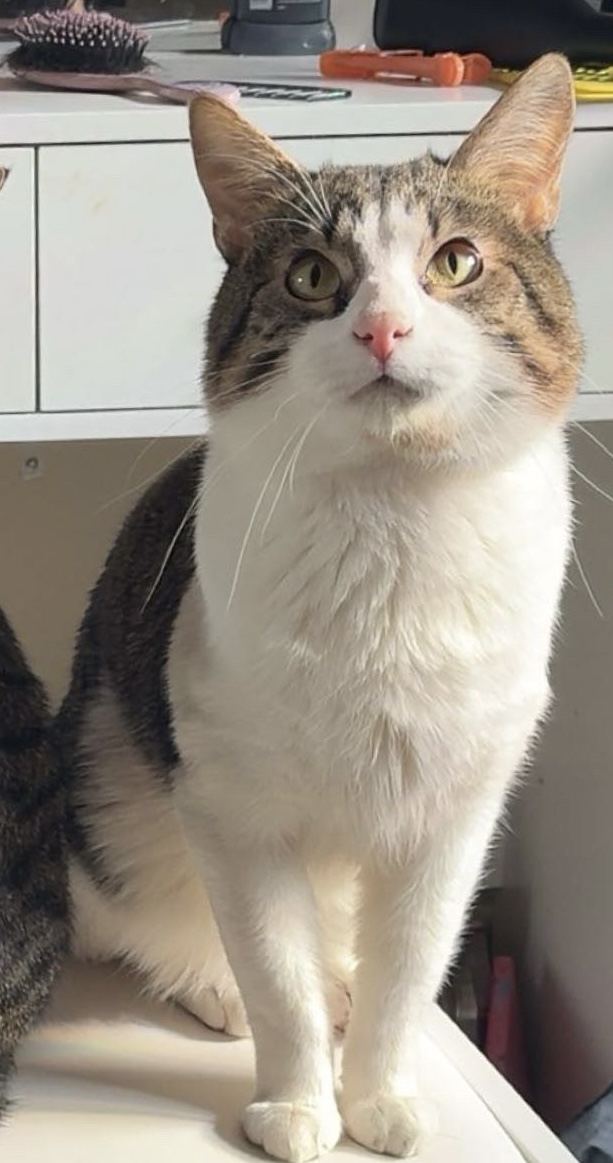 lost cat named Charlie (Char-Char)
